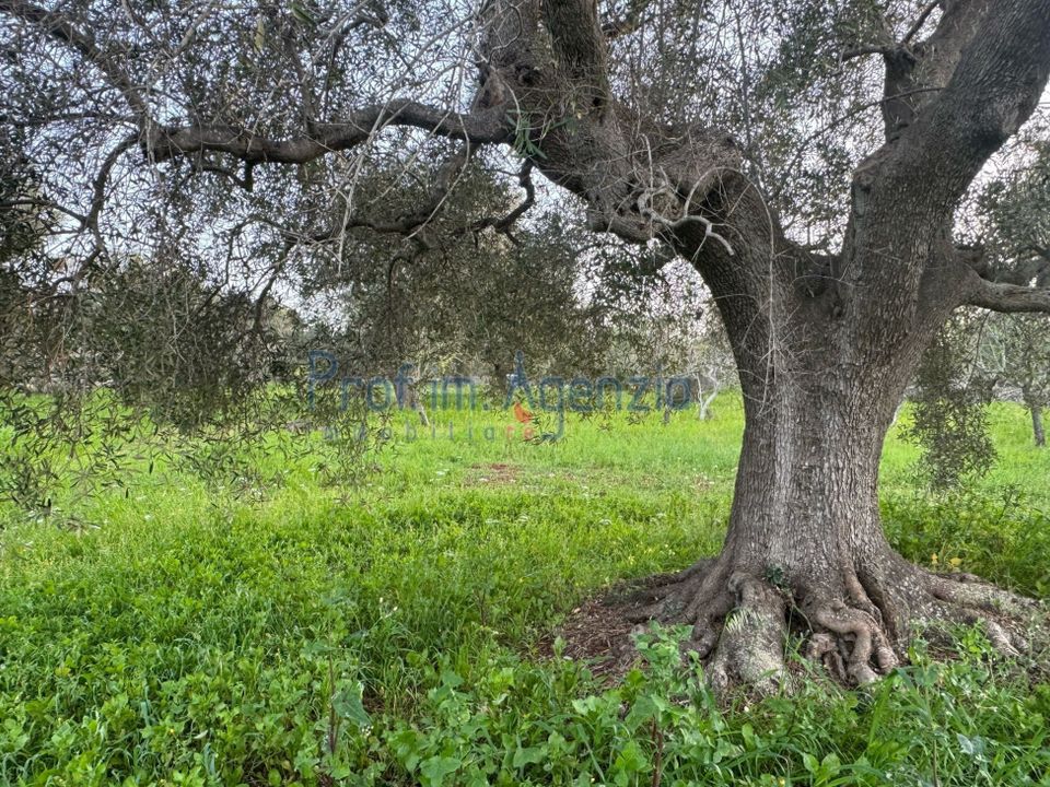 Landejendom i Carovigno, Brindisi - foto 4